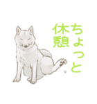 6犬種の日本犬スタンプ（個別スタンプ：32）
