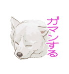 6犬種の日本犬スタンプ（個別スタンプ：35）