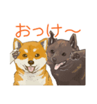6犬種の日本犬スタンプ（個別スタンプ：37）