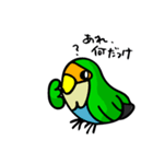 コザクラボタンインコのルリ（個別スタンプ：1）