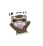 Ferret cu-chan（個別スタンプ：15）