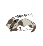 Ferret cu-chan（個別スタンプ：22）