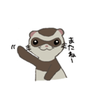 Ferret cu-chan（個別スタンプ：25）