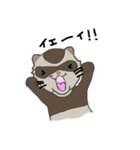Ferret cu-chan（個別スタンプ：33）