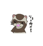 Ferret cu-chan（個別スタンプ：34）