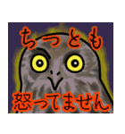 見つめるフクロウたち（個別スタンプ：16）