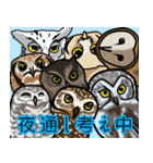 見つめるフクロウたち（個別スタンプ：40）