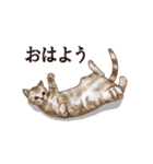 アクロバティックねこ（個別スタンプ：9）