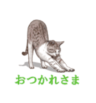 アクロバティックねこ（個別スタンプ：17）