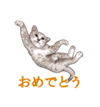 アクロバティックねこ（個別スタンプ：19）