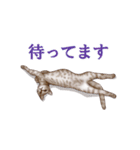 アクロバティックねこ（個別スタンプ：34）