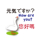 日本語と台湾語と英語を話すアヒル（個別スタンプ：21）