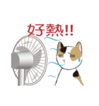 Three stray cats（個別スタンプ：15）