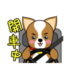 Chihuahua puppy（個別スタンプ：9）