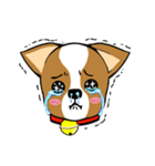 Chihuahua puppy（個別スタンプ：12）
