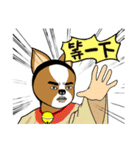 Chihuahua puppy（個別スタンプ：15）