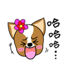 Chihuahua puppy（個別スタンプ：17）
