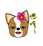 Chihuahua puppy（個別スタンプ：19）