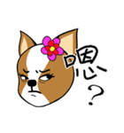 Chihuahua puppy（個別スタンプ：20）