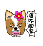 Chihuahua puppy（個別スタンプ：21）
