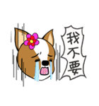 Chihuahua puppy（個別スタンプ：23）