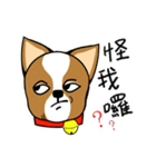 Chihuahua puppy（個別スタンプ：25）