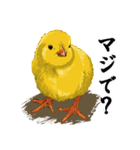 ぷるちーの（個別スタンプ：30）
