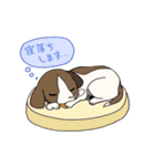 聴導犬スタンプ2（個別スタンプ：13）