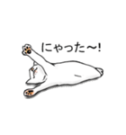 猫も物申す（個別スタンプ：30）
