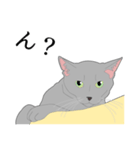 リアル系猫（個別スタンプ：31）