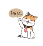 Soidow cat (Thai v.)（個別スタンプ：11）