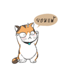 Soidow cat (Thai v.)（個別スタンプ：19）