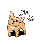 Somboon Happy French Bulldog（個別スタンプ：8）