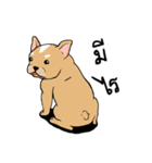 Somboon Happy French Bulldog（個別スタンプ：10）
