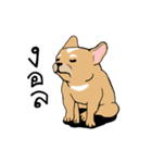 Somboon Happy French Bulldog（個別スタンプ：11）