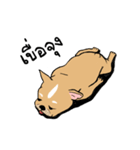 Somboon Happy French Bulldog（個別スタンプ：13）