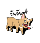 Somboon Happy French Bulldog（個別スタンプ：19）