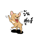Somboon Happy French Bulldog（個別スタンプ：20）
