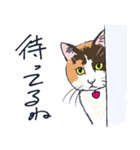 三毛猫とおでかけ（個別スタンプ：5）