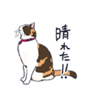 三毛猫とおでかけ（個別スタンプ：19）