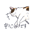 三毛猫とおでかけ（個別スタンプ：24）