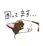 三毛猫とおでかけ（個別スタンプ：31）