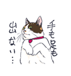 三毛猫とおでかけ（個別スタンプ：40）