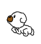 Toy poodle Neriko 2（個別スタンプ：5）