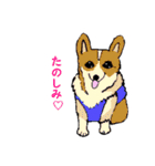 コーギー大好き3（個別スタンプ：30）