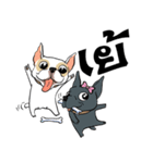 French Bulldogs, Lucky＆Lucy（個別スタンプ：12）