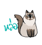 MepMhee : Keep Cats, Stay 'KAAN'（個別スタンプ：34）
