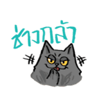 MepMhee : Keep Cats, Stay 'KAAN'（個別スタンプ：37）