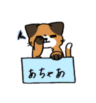 箱入りわにゃんこs（個別スタンプ：2）