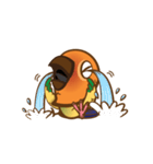 Taohoo : the Sun Conure（個別スタンプ：13）